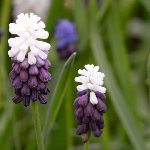 Muscari latifolium Grape Ice