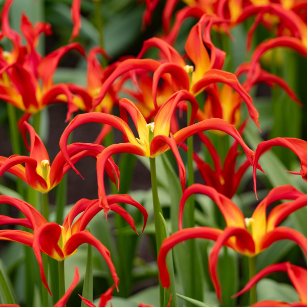 Tulipa Go Go Red