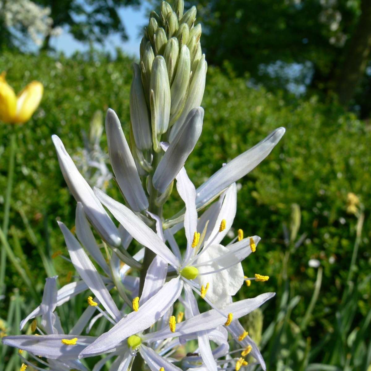 cusicks-pr-rielilie-camassia-cusickii