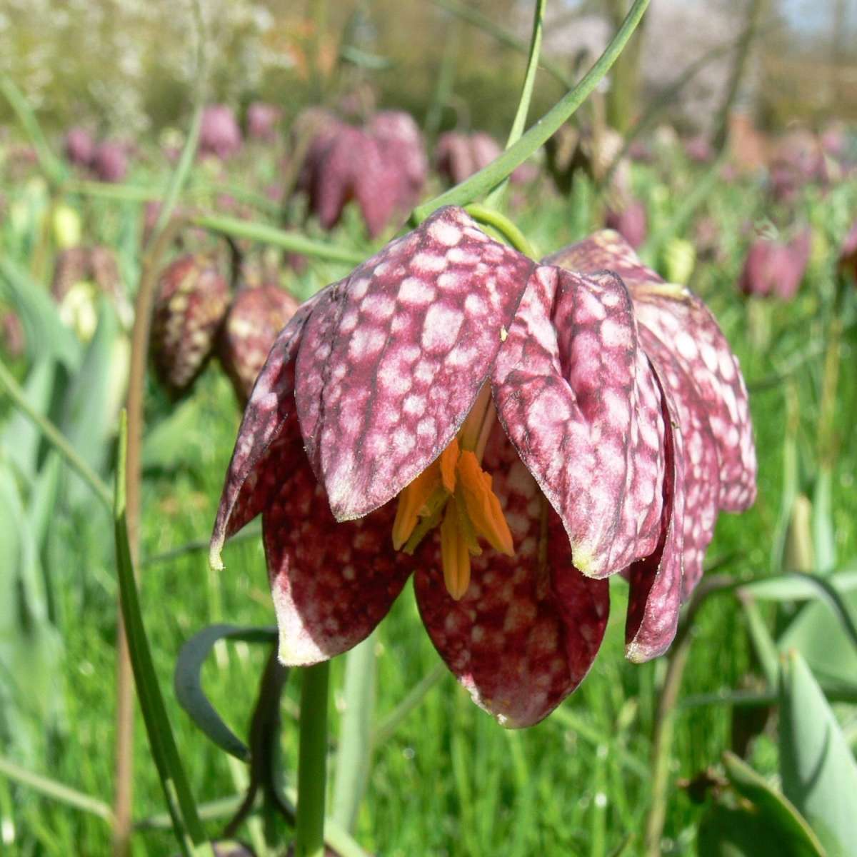 Schachbrettblume | Fritillaria Meleagris