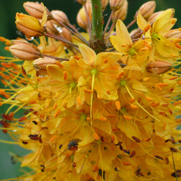 Eremurus Gelb / bungei