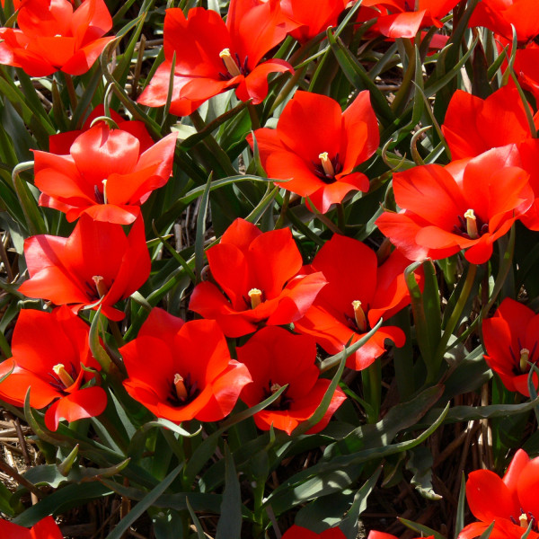 Tulipa batalinii Red Hunter