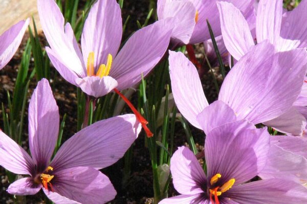 Safran-Krokus kaufen - Safrankrokusse – Safran-Krokus kaufen