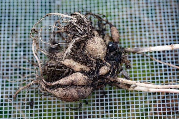 Dahlien überwintern - So bringen Sie die Dahlien-Knollen ins nächste Jahr