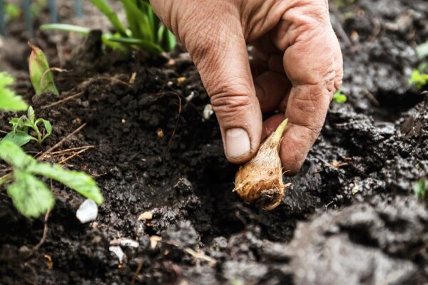 Blumenzwiebeln pflanzen im Frühjahr - Wissenswertes und praktische Tipps rund um die Frühjahrspflanzung