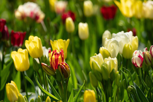 Tulpenzwiebeln pflanzen – aber richtig. So wird der Garten im Frühling zum bunten Tulpenmeer - Tulpenzwiebeln pflanzen – aber richtig. So wird der Garten im Frühling zum bunten Tulpenmeer