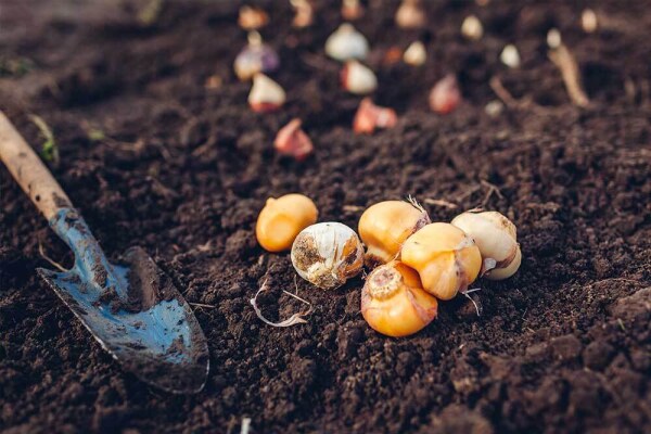 Krokusse pflanzen  - Krokus pflanzen – wann und wie?