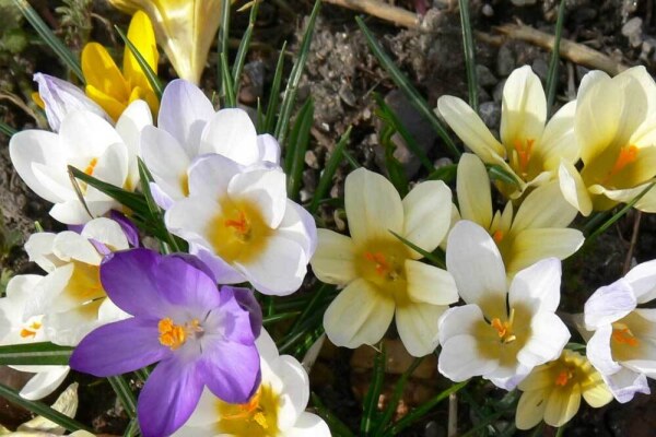 Krokus-Farben - Farben des Krokus – Rot, Blau oder Gelb?