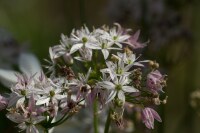 Allium Cameleon®