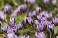 Crocus minimus Spring Beauty