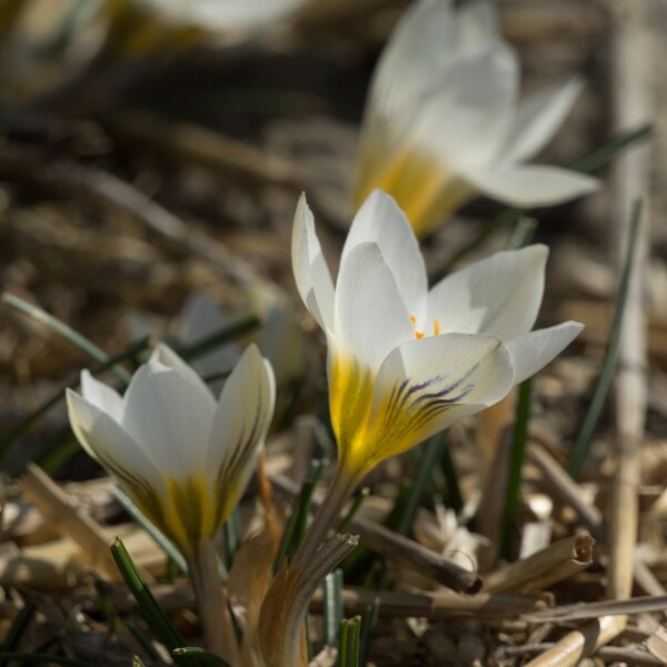 Crocus chrysanthus Snow Bunting