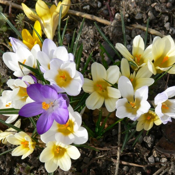 Crocus species Mischung