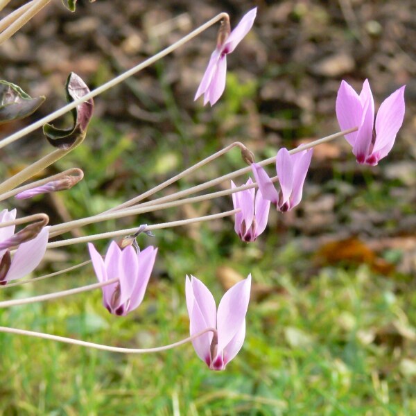 Cyclamen cilicium