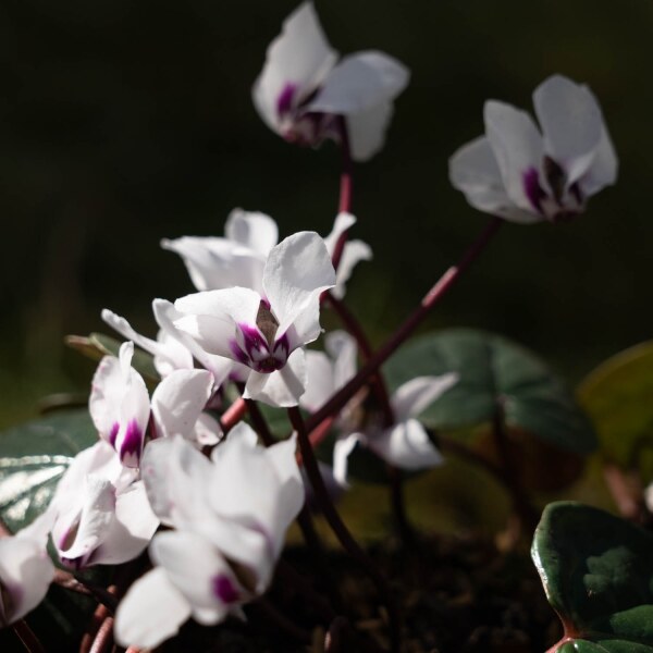 Cyclamen coum album