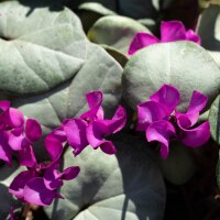 Cyclamen coum Silverleaf