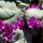 Cyclamen coum Silverleaf