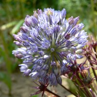 Allium caesium