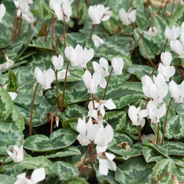 Cyclamen hederifolium album