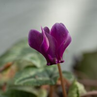 Cyclamen hederifolium Rubrum