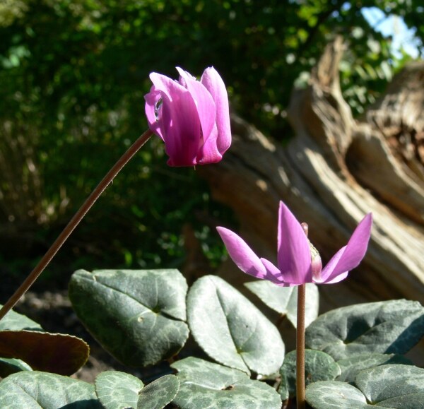 Cyclamen purpurascens