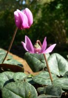 Cyclamen purpurascens