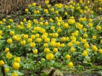 Eranthis hyemalis