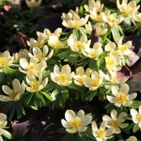 Eranthis hyemalis Schwefelglanz