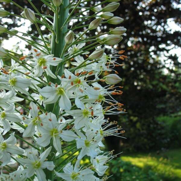 Eremurus himalaicus