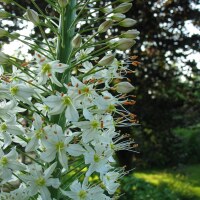 Eremurus himalaicus