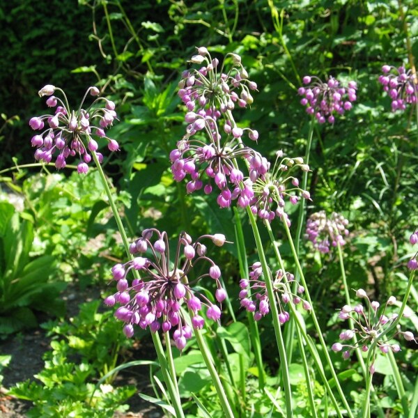 Allium cernuum