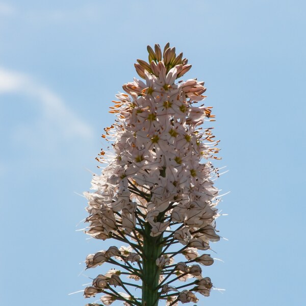 Eremurus robustus