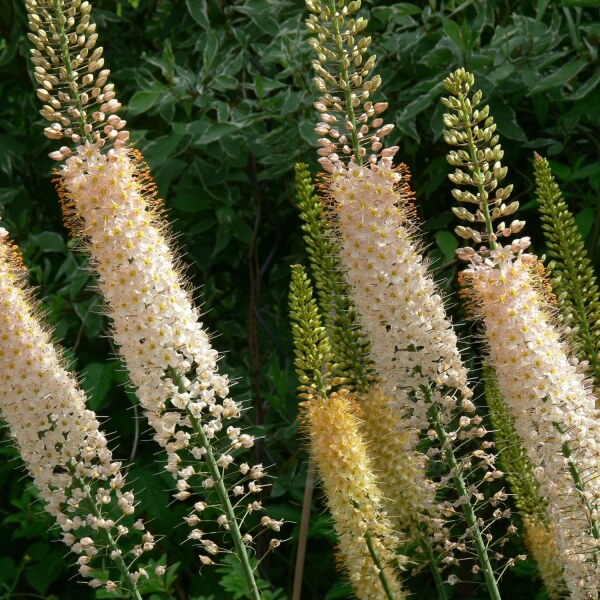 Eremurus Hybr. Ruiter Mischung