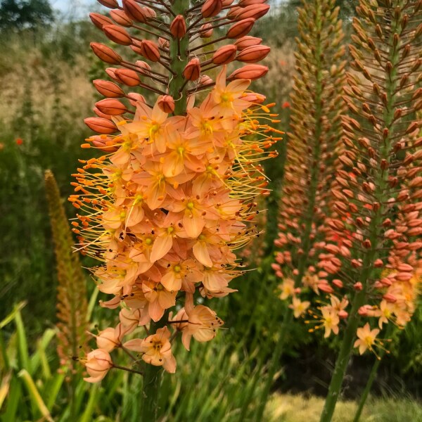 Eremurus Hybr. Ruiters Cleopatra