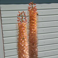 Eremurus Hybr. Romance