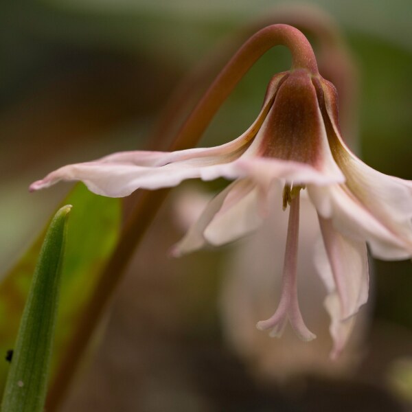 Erythronium denscanis