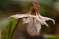 Erythronium denscanis