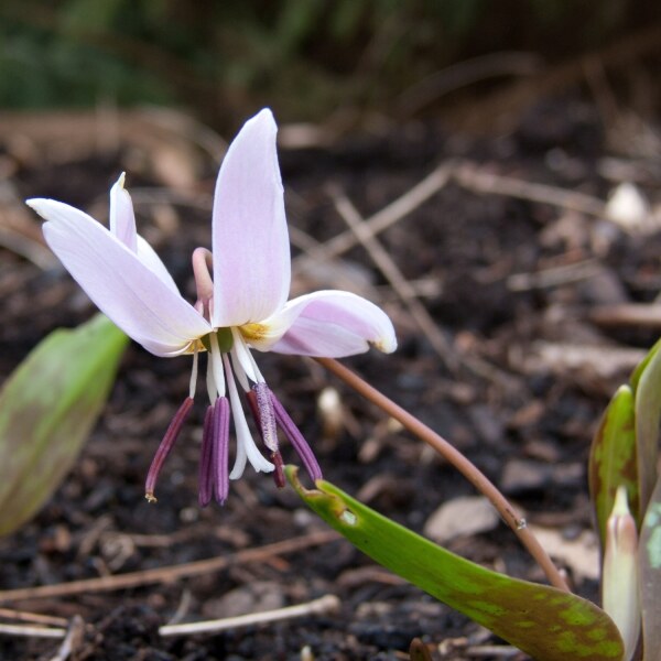 Erythronium denscanis Rose Queen