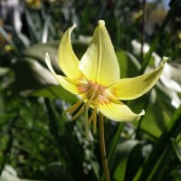 Erythronium Hybr. Pagoda