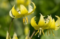 Erythronium Hybr. Pagoda