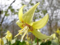 Erythronium Hybr. Pagoda