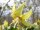 Erythronium Hybr. Pagoda