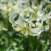 Erythronium revolutum White Beauty