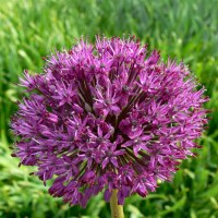 Allium Purple Sensation