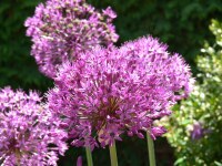 Allium Purple Sensation