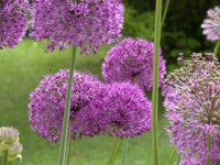 Allium Purple Sensation