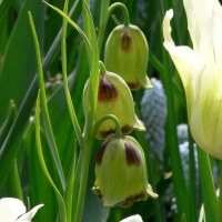 Fritillaria acmopetala