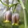 Fritillaria uva vulpis