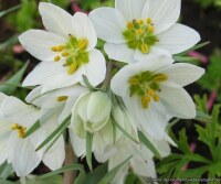 Fritillaria bucharica