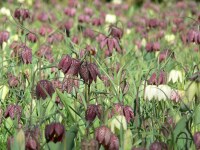 Fritillaria meleagris