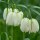 Fritillaria meleagris alba